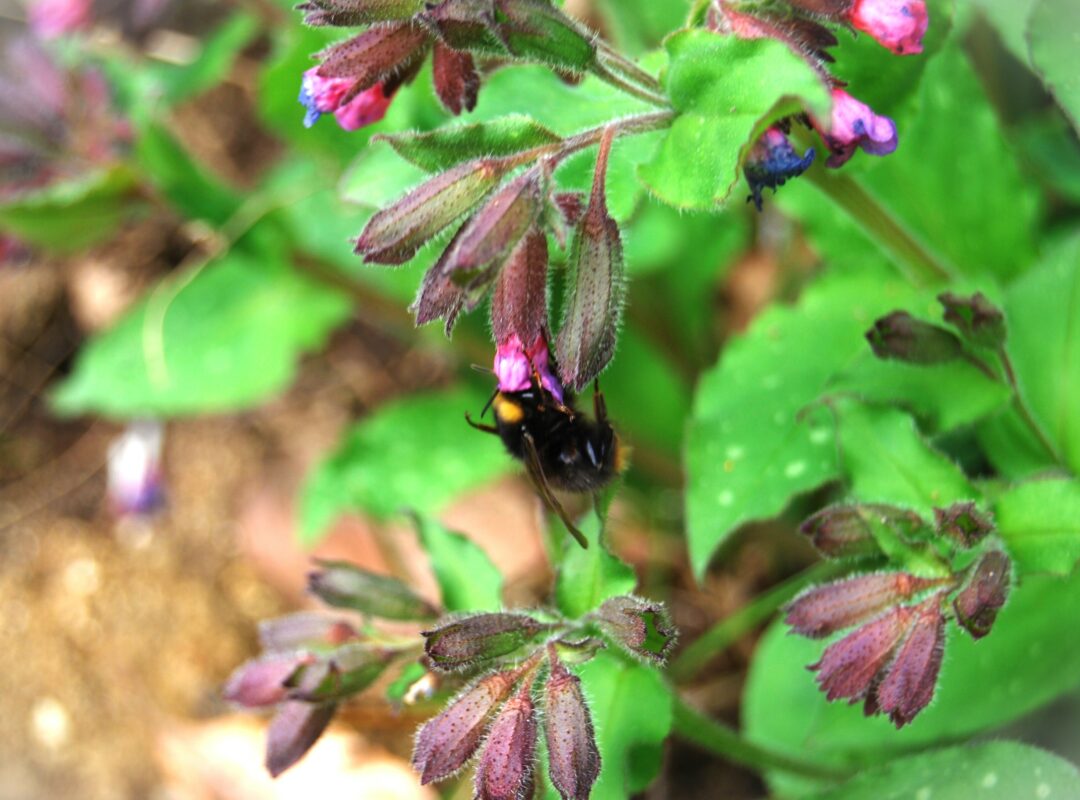 Hummel Bummel