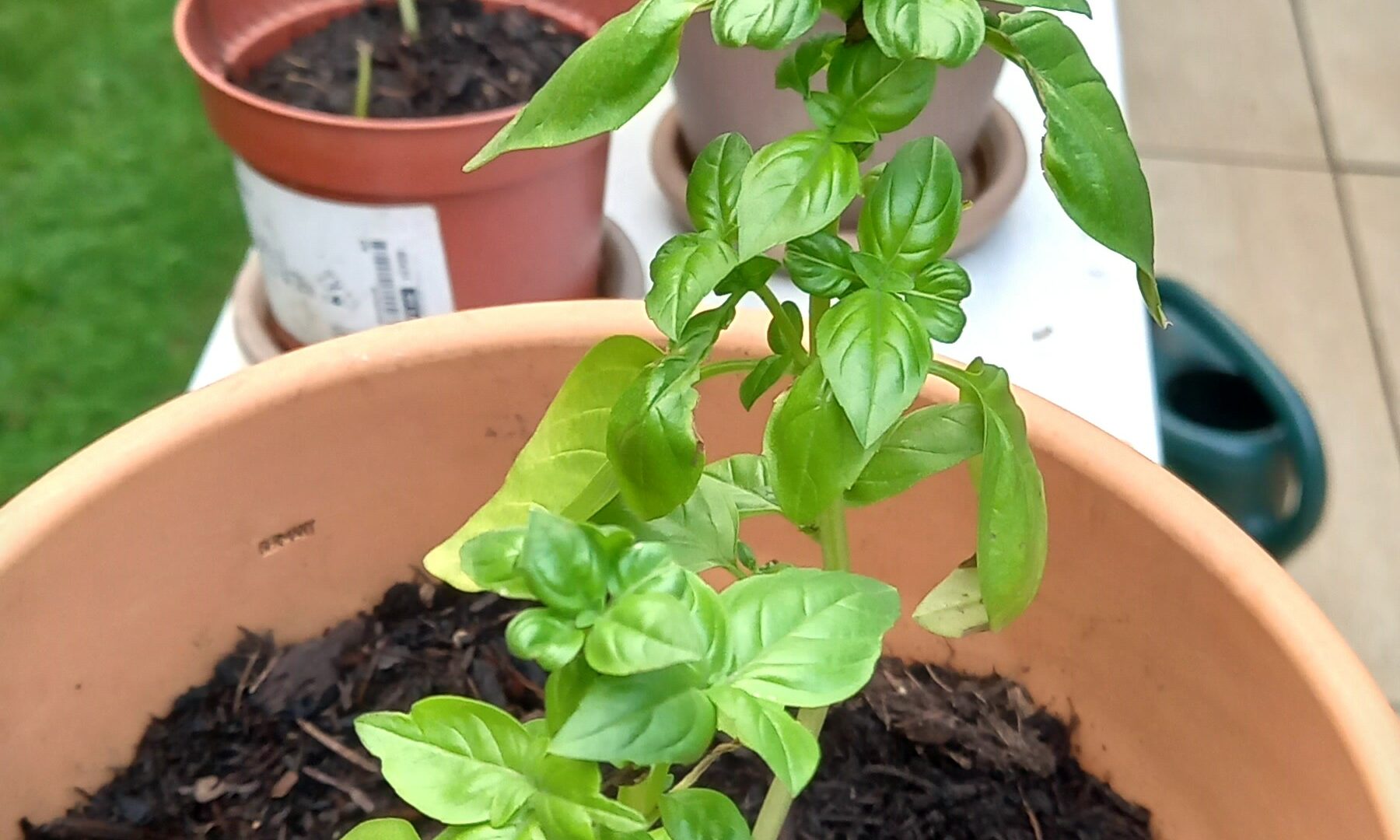 Die Basilikumschule_bearbeitet