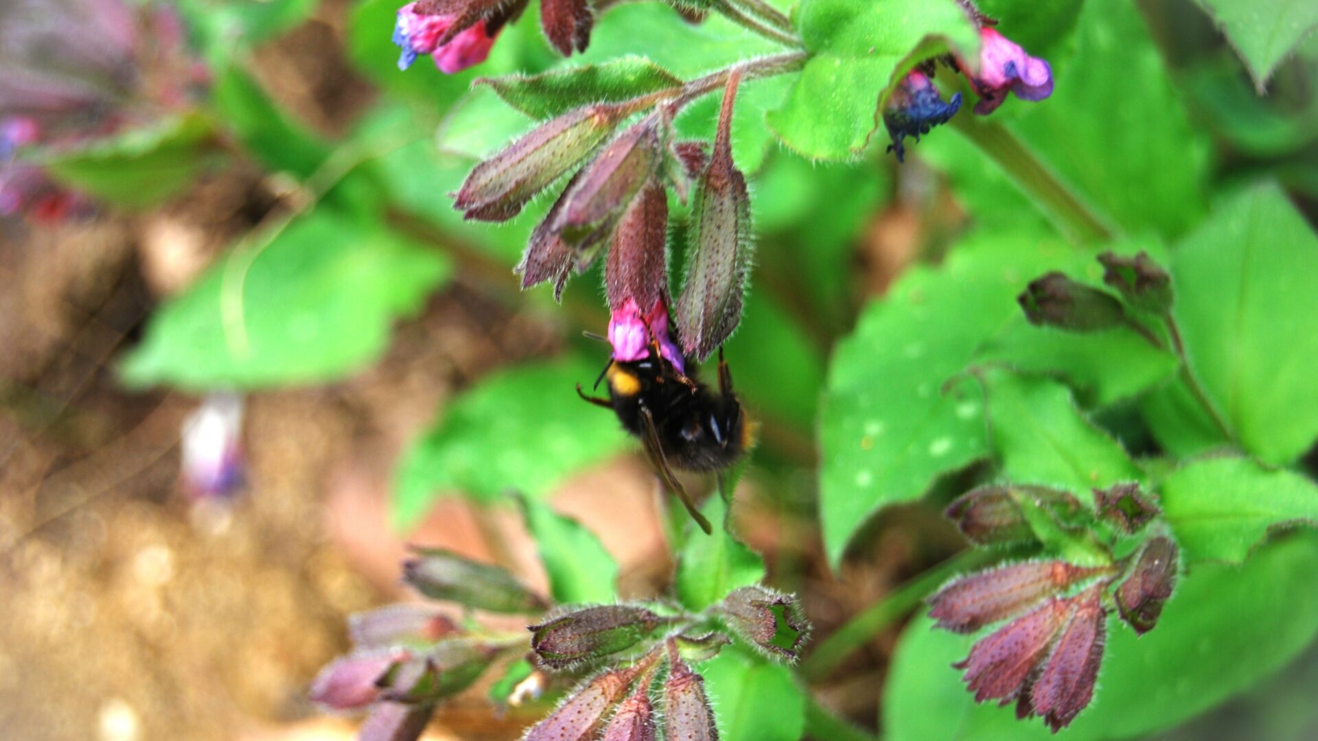 Hummel Bummel_bearbeitetes Foto