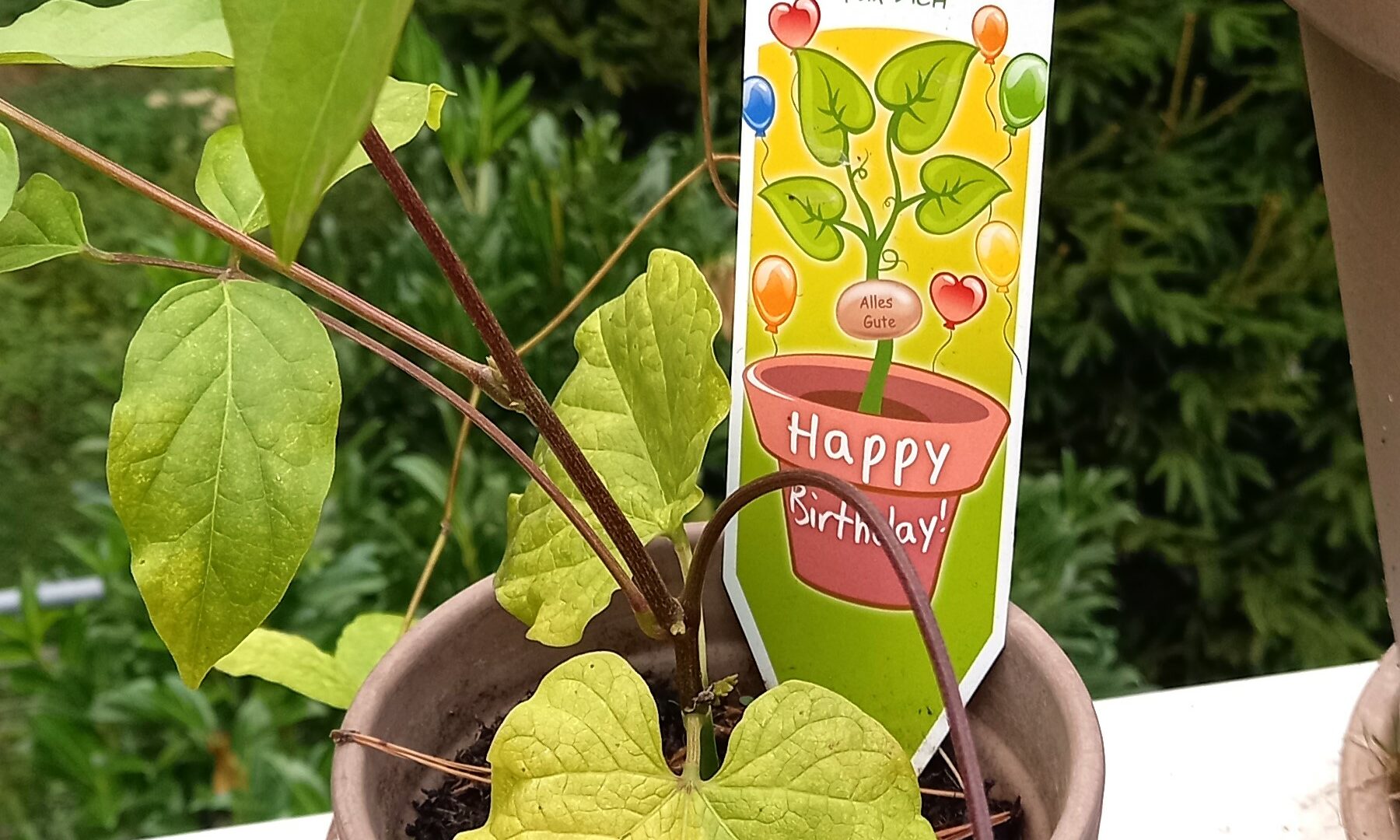 Zaubärbohne_bearbeitet