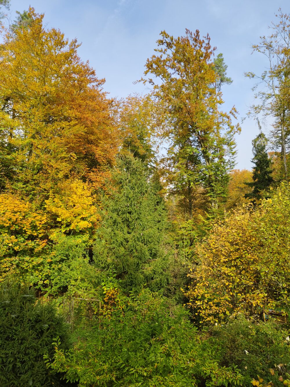 Farb-Fernsehen