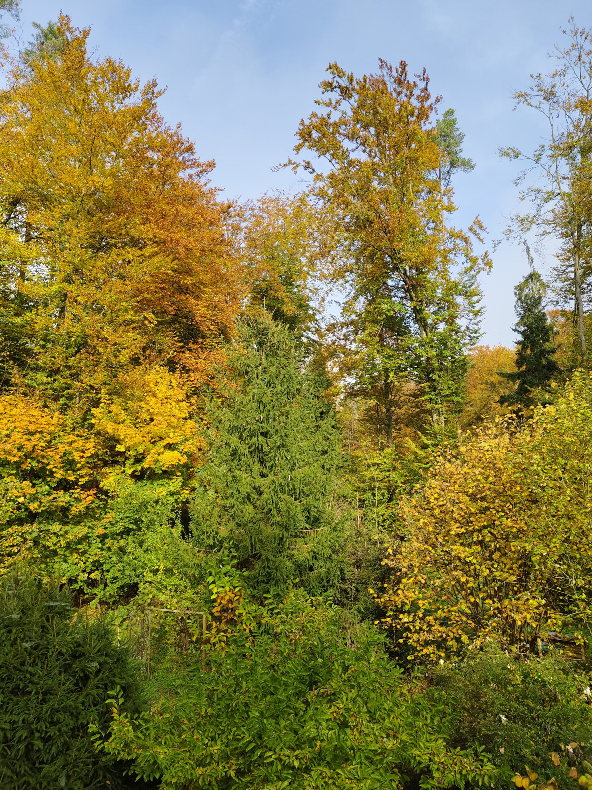 Farb-Fernsehen